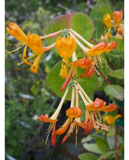 Lonicera tellmanniana x - Chèvrefeuille