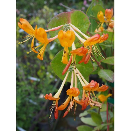 Lonicera tellmanniana x - Chèvrefeuille