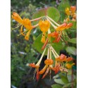 Lonicera tellmanniana x - Chèvrefeuille