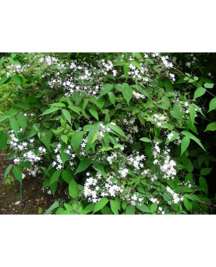 Deutzia setchuenensis var. corymbiflora