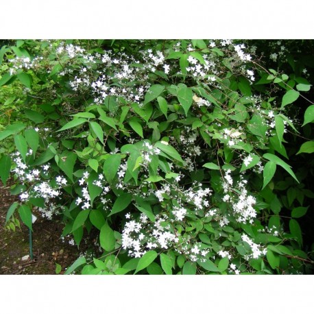 Deutzia setchuenensis var. corymbiflora