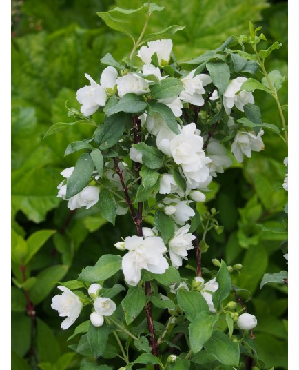 Philadelphus 'Manteau d'Hermine' - Seringat