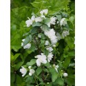 Philadelphus 'Manteau d'Hermine' - Seringat