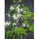 Philadelphus 'Manteau d'Hermine' - Seringat