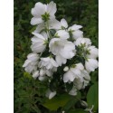 Philadelphus 'Snowbelle' - seringat