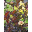 Physocarpus opulifolius 'Red Baron'