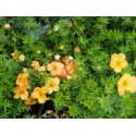 Potentilla fruticosa 'Marian Red Robin'® (Marrob) - potentilles, comarums,