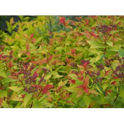 Spiraea japonica 'Goldflame' - Spirée du Japon