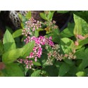 Spiraea japonica 'Red Princess'