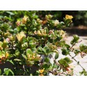 Lonicera crassifolia 'Little Honey'