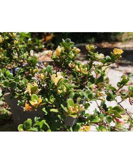 Lonicera crassifolia 'Little Honey'