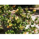 Lonicera crassifolia 'Little Honey'