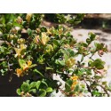 Lonicera crassifolia 'Little Honey'