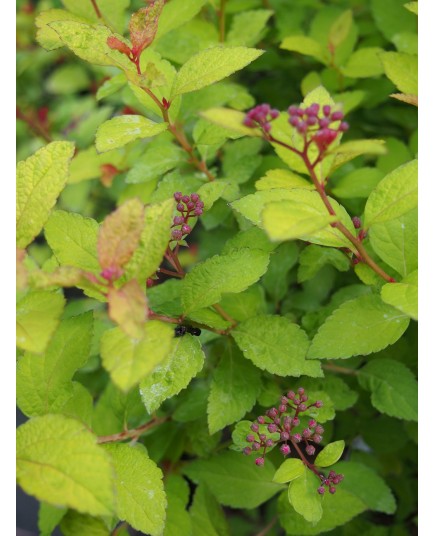 Spiraea japonica 'Merlo Star'