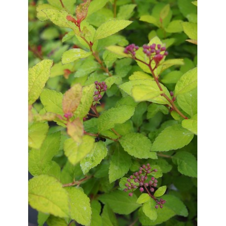 Spiraea japonica 'Merlo Star'