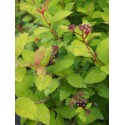 Spiraea japonica 'Merlo Star'