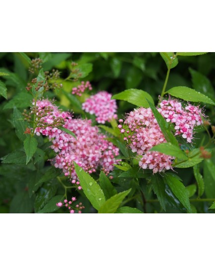 Spiraea japonica 'Flowering Choice'