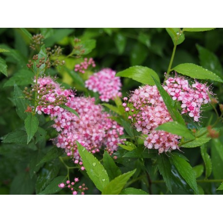 Spiraea japonica 'Flowering Choice'