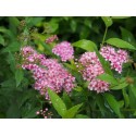 Spiraea japonica 'Flowering Choice'