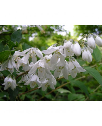 Deutzia taiwanensis