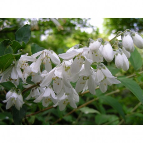 Deutzia taiwanensis