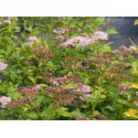 Spiraea japonica 'Pruhoniciana' - spirée de Pruhonice