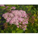 Spiraea japonica 'Pruhoniciana' - spirée de Pruhonice