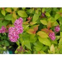 Spiraea japonica 'Merlo Gold ' ®