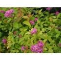 Spiraea japonica 'Merlo Gold ' ®