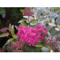 Spiraea japonica 'Merlo Green'