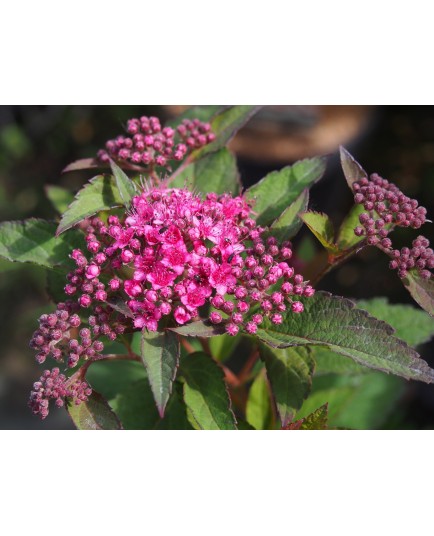 Spiraea japonica 'Merlo Green'