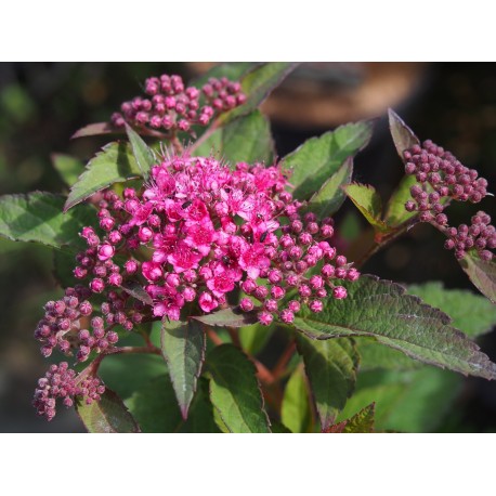 Spiraea japonica 'Merlo Green'