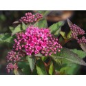 Spiraea japonica 'Merlo Green'