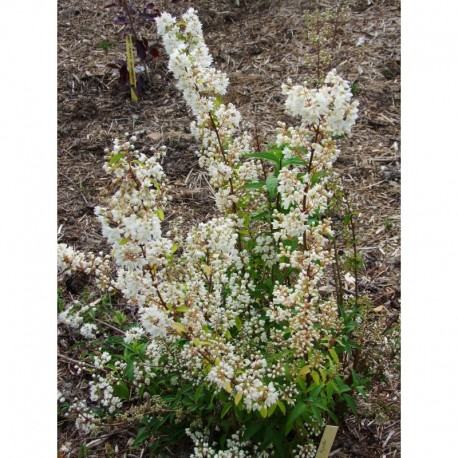 Deutzia vilmorinae