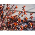 Spiraea japonica 'Merlo Green'