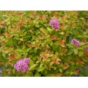 Spiraea japonica 'Zen Spirit Caramel'®