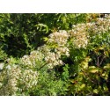 Spiraea canescens 'Myrtifolia' - Spirée à feuille de myrte