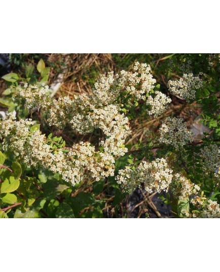 Spiraea canescens 'Myrtifolia' - Spirée à feuille de myrte