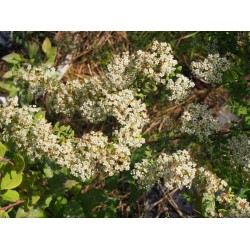 Spiraea canescens 'Myrtifolia' - Spirée à feuille de myrte