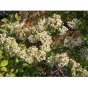 Spiraea canescens 'Myrtifolia' - Spirée à feuille de myrte