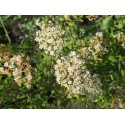 Spiraea canescens 'Myrtifolia' - Spirée à feuille de myrte