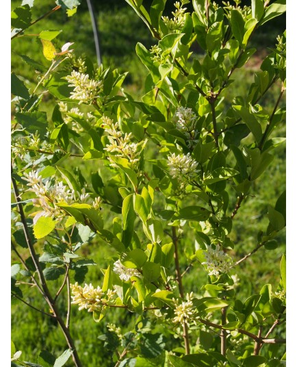 Ligustrum x 'Berry Boom' - Troène