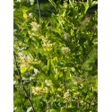 Ligustrum x 'Berry Boom' - Troène