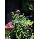 Spiraea japonica 'Newport Dwarf'