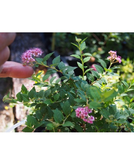 Spiraea japonica 'Newport Dwarf'