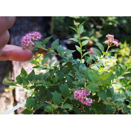 Spiraea japonica 'Newport Dwarf'