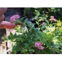 Spiraea japonica 'Newport Dwarf'