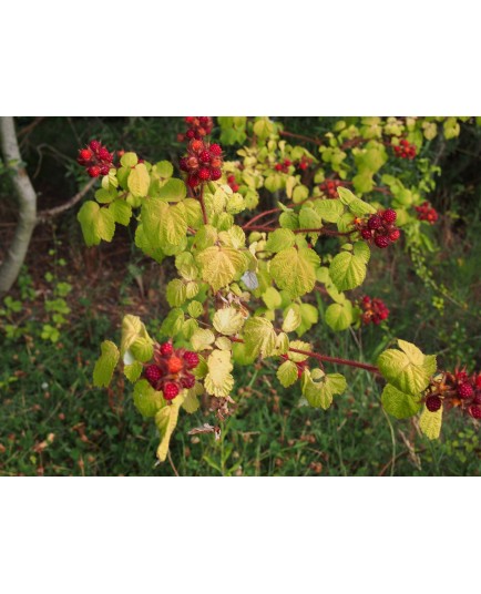 Rubus phoenicolasius - Ronce japonaise