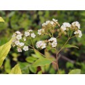 Spiraea fontenaysii x