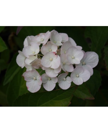 Hydrangea macrophylla 'Me Emile Mouillère'